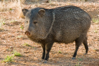 A wild hog in a yard